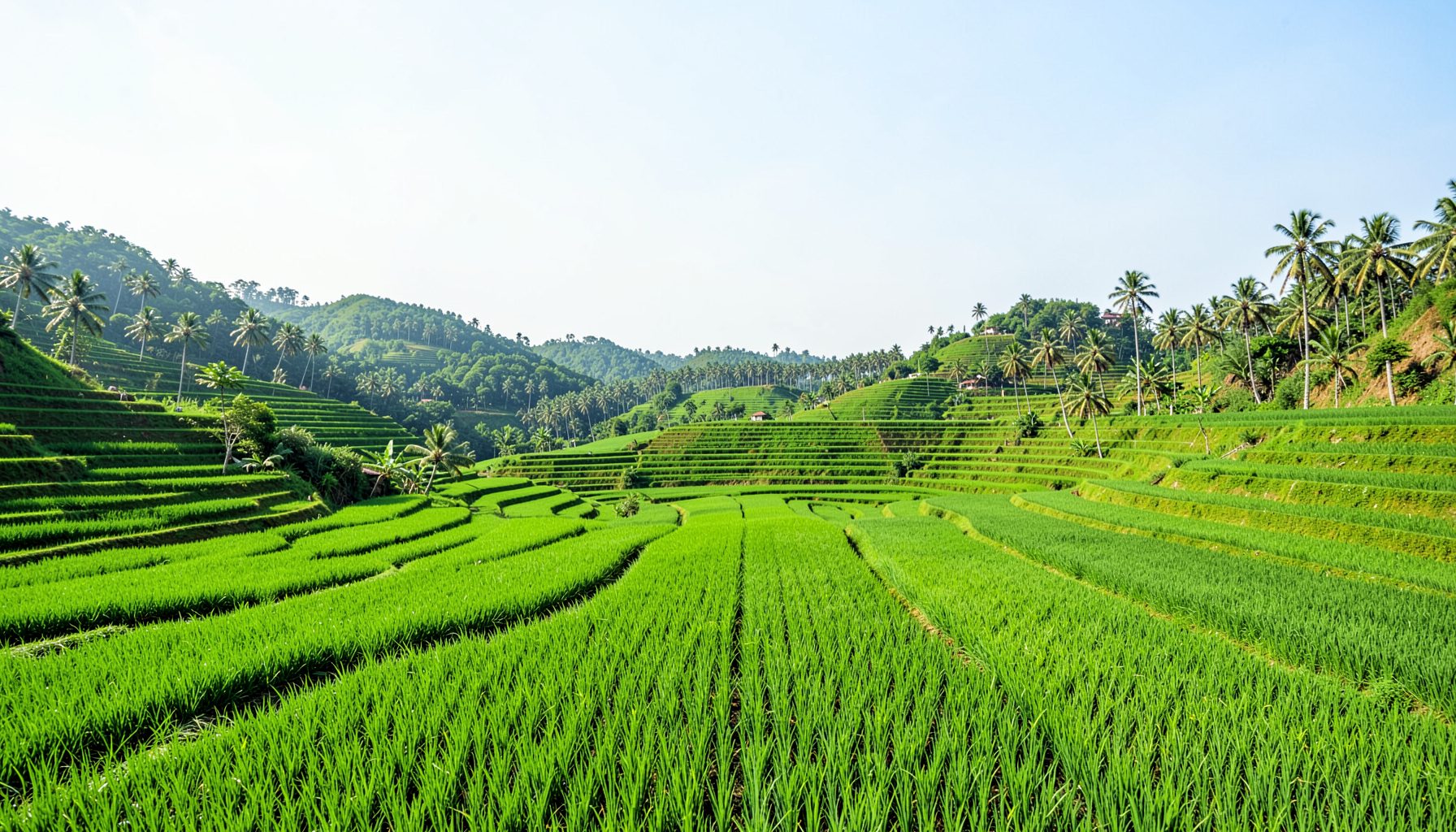 Lush green terraced rice fields stretching across rolling hills under a bright sky, with palm trees dotting the landscape