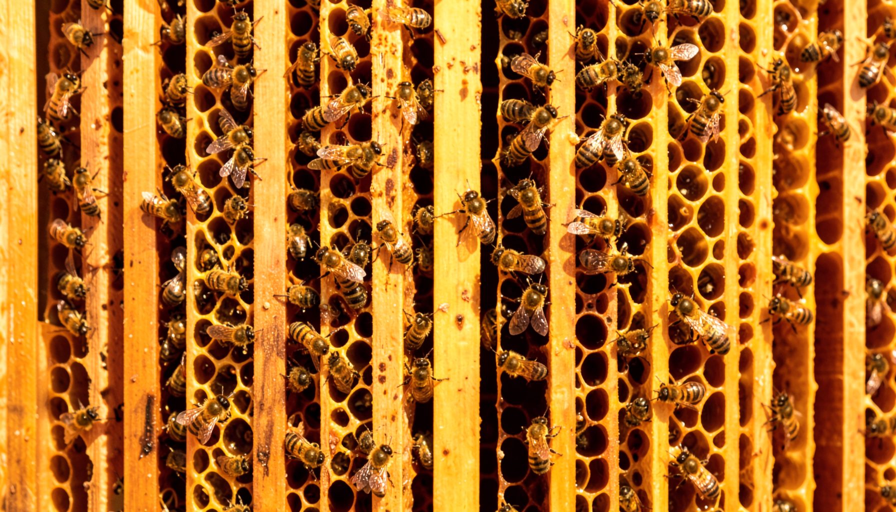 Honey bees clustered on a wooden hive frame with golden honeycomb visible, warm amber and brown tones