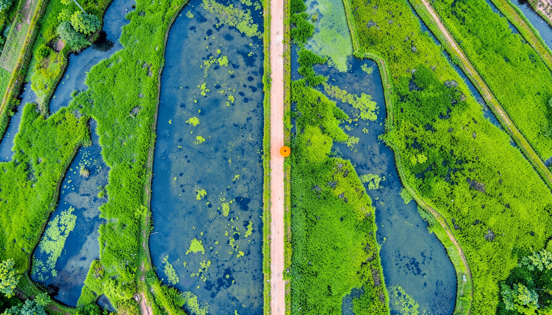 Aerial view of integrated rice paddies with fish ponds between the rows, lush green and blue water tones